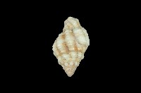 藏品(紫口旋螺)的圖片